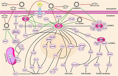 The Role and Clinical Potentials of Circular RNAs in Prostate Cancer